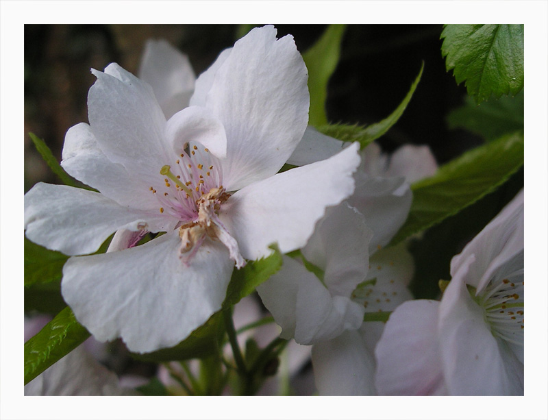 die letzten Apfelblüten