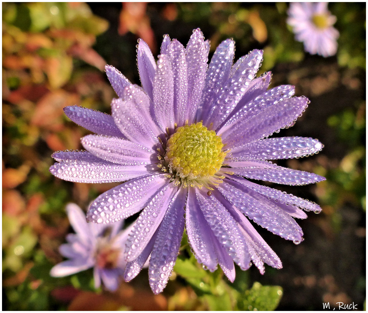 Die letzten Asternblüten im Morgentau  