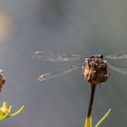 Die letzten "Augenblicke"