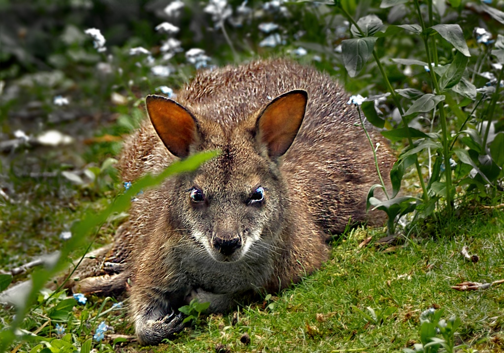 Die letzten Augenblicke vor dem Angriff der Wallabies...