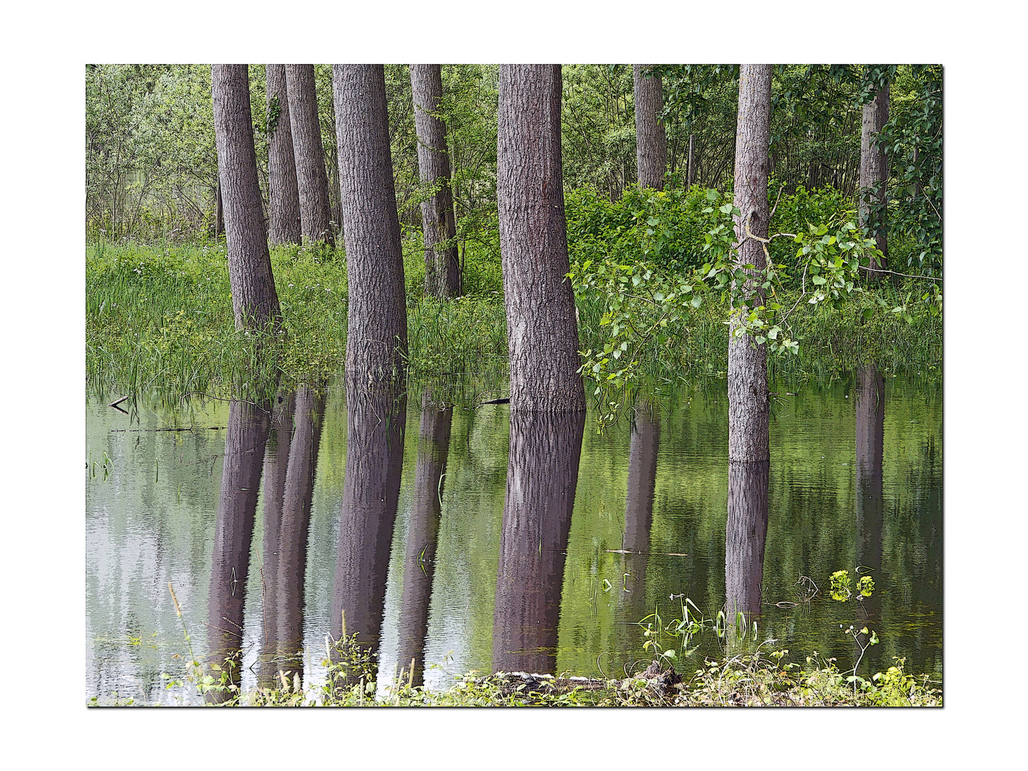 Die letzten Auwälder Mitteleuropas