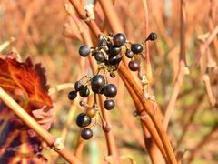 Die letzten Beeren ...