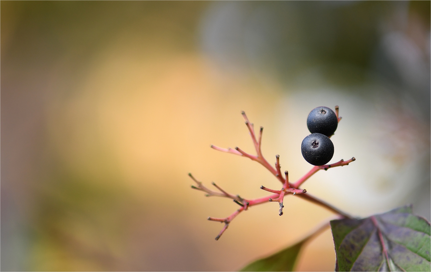 *Die letzten Beeren* ...