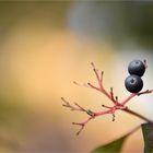 *Die letzten Beeren* ...