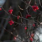 Die letzten Beeren