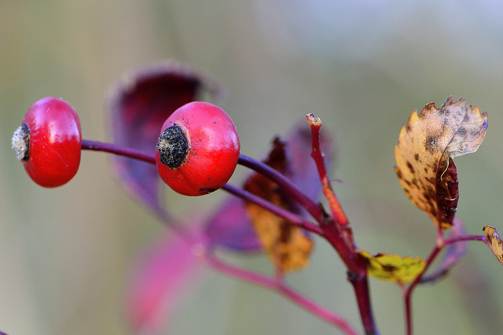 Die letzten Beeren