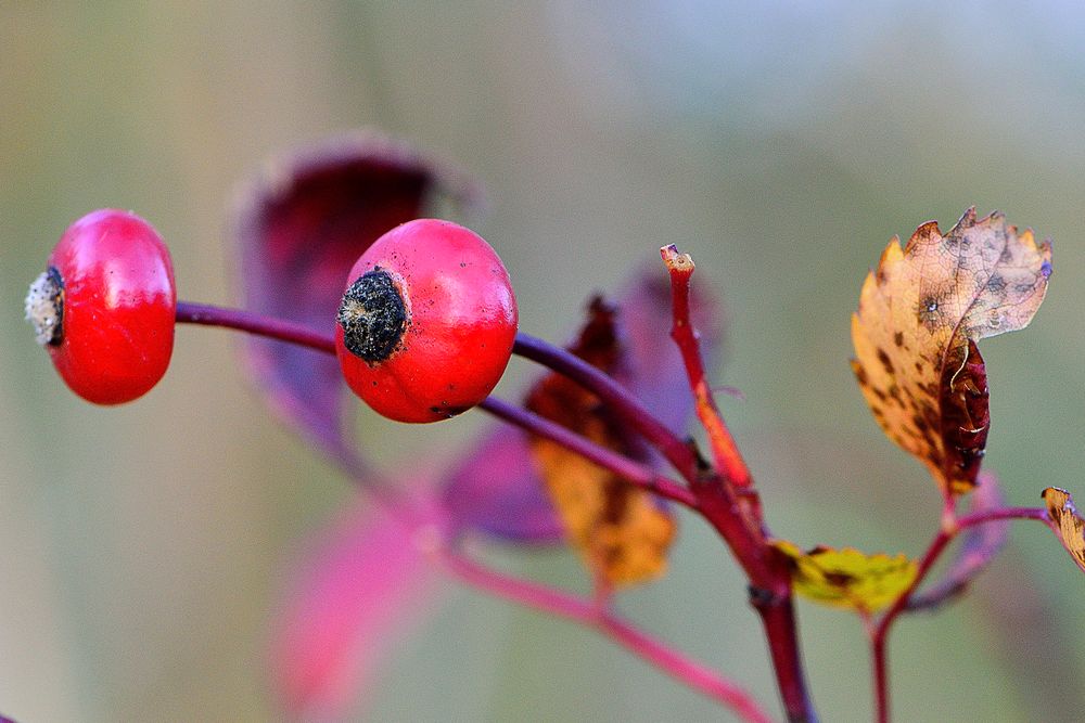 Die letzten Beeren