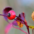 Die letzten Beeren