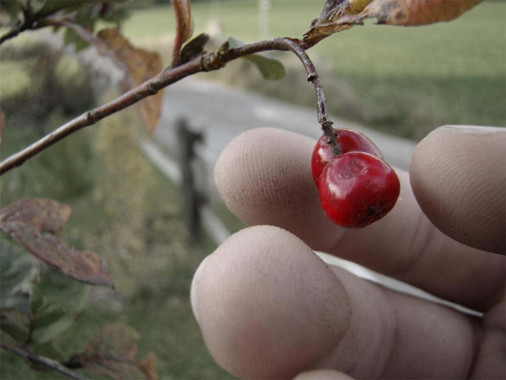 Die letzten Beeren