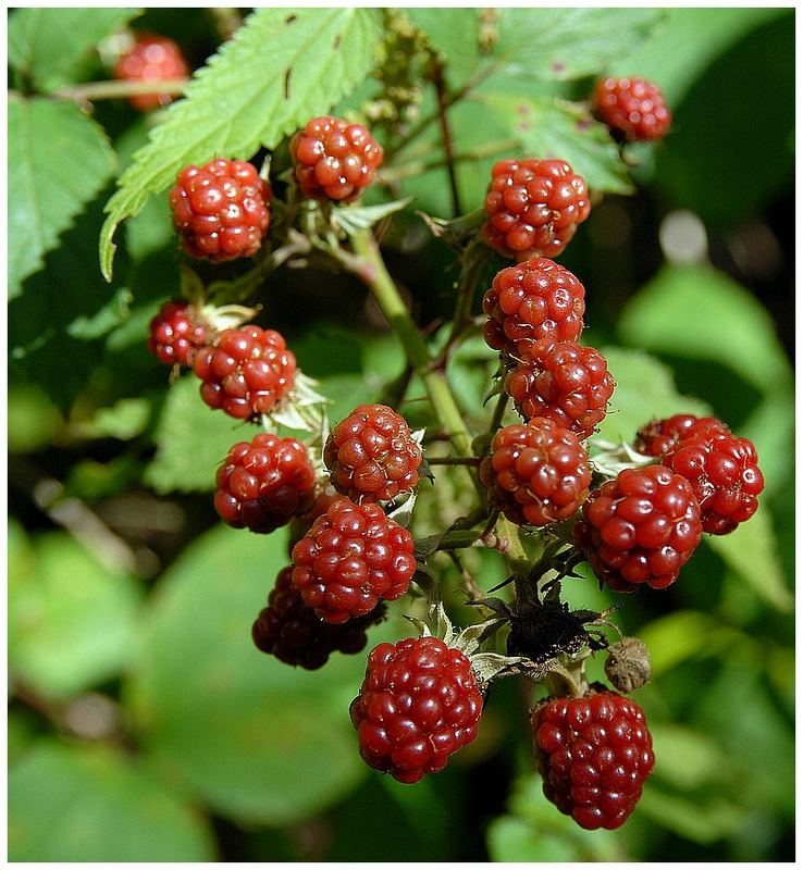 Die letzten Beeren am Wegesrand