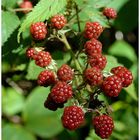 Die letzten Beeren am Wegesrand