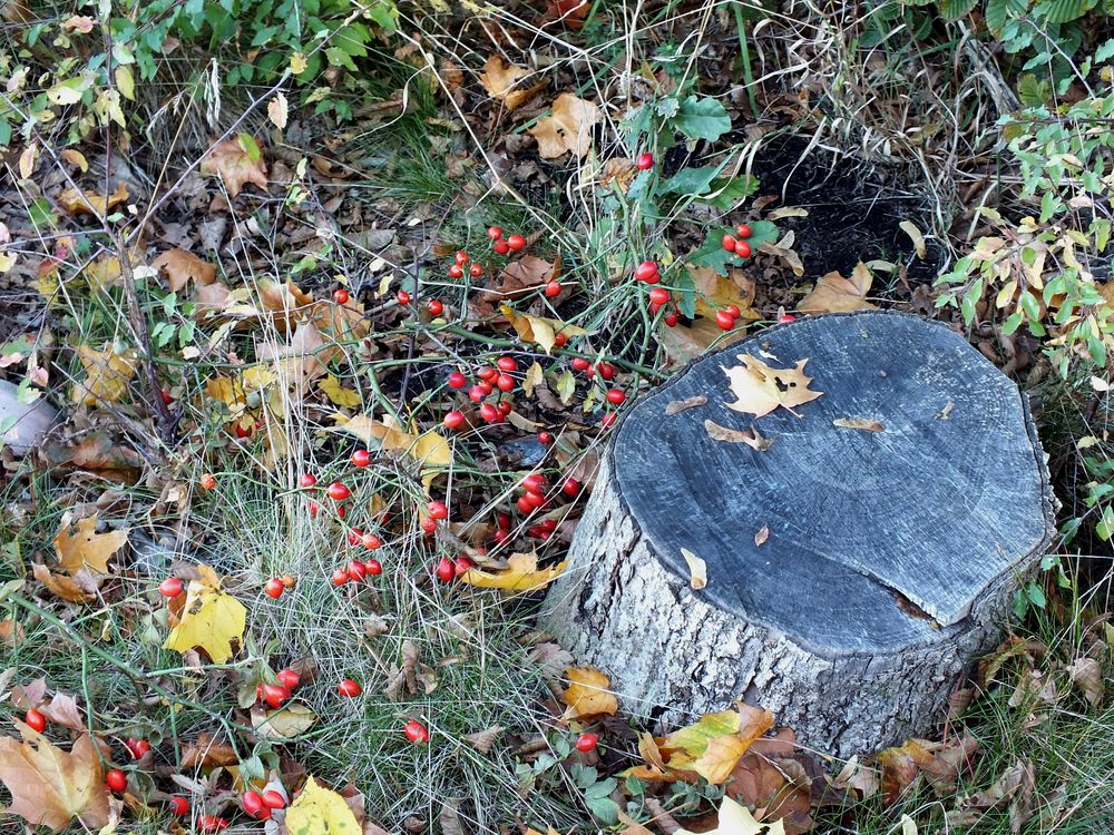 Die letzten Beeren