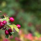 Die letzten Beeren im Herbst