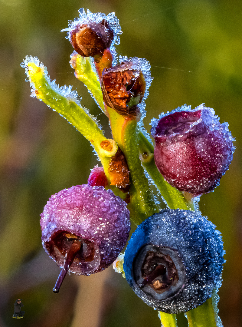 Die letzten Beeren, ummantelt mit Eiskristallen