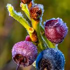 Die letzten Beeren, ummantelt mit Eiskristallen