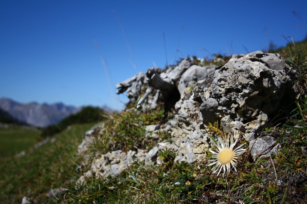 Die letzten Bergdisteln....