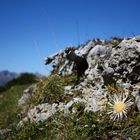 Die letzten Bergdisteln....