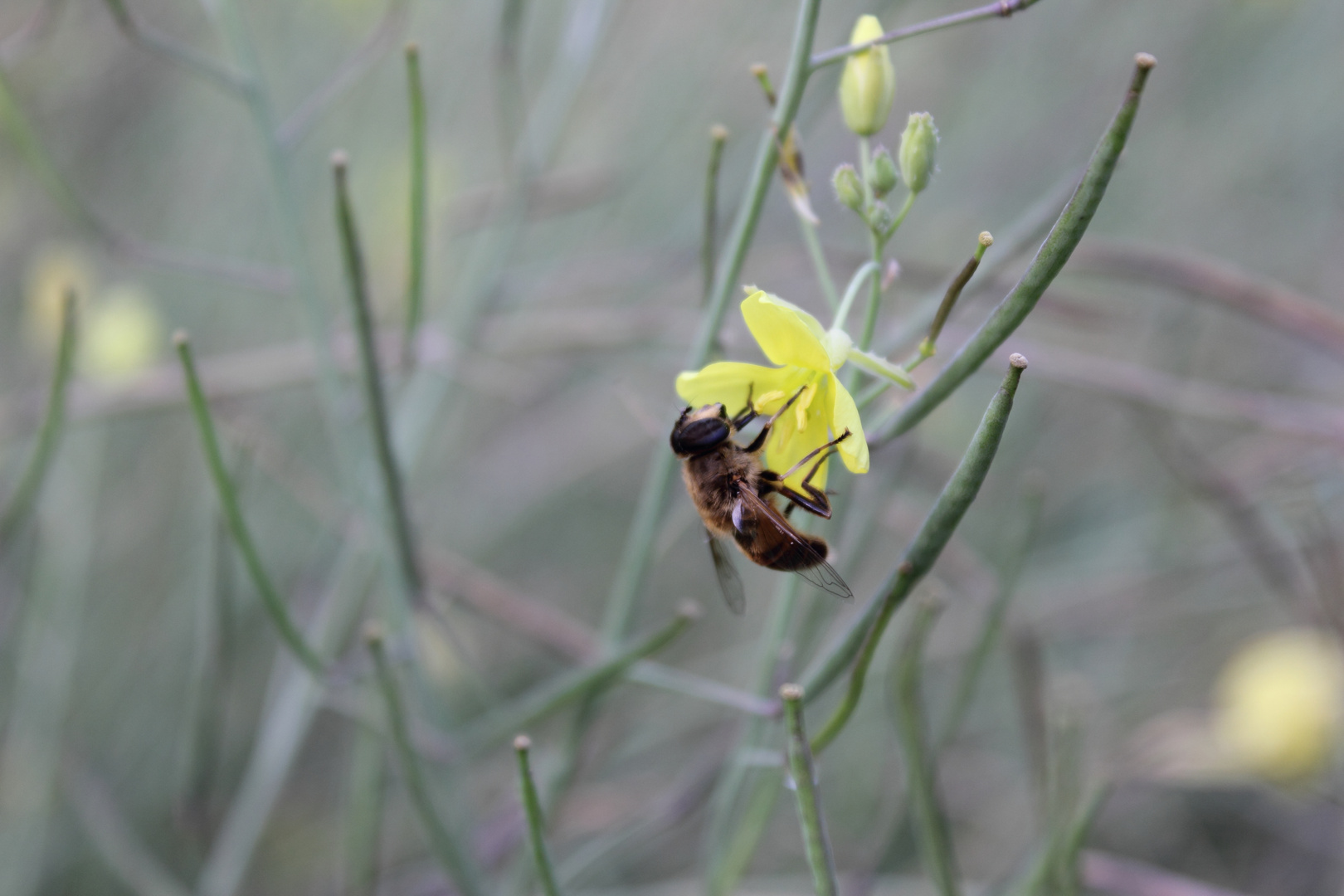 Die letzten Bienchen in diesem Jahr