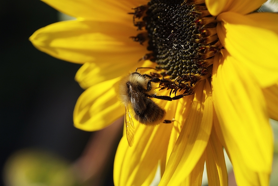 Die letzten Bienen 2