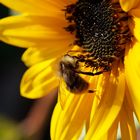 Die letzten Bienen 2