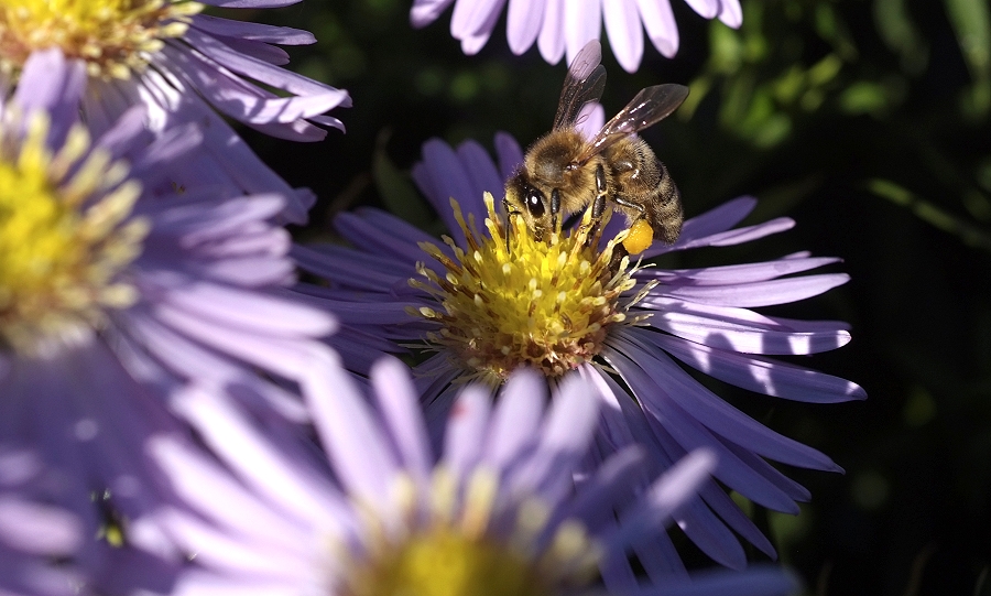 Die letzten Bienen