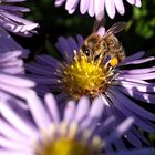 Die letzten Bienen