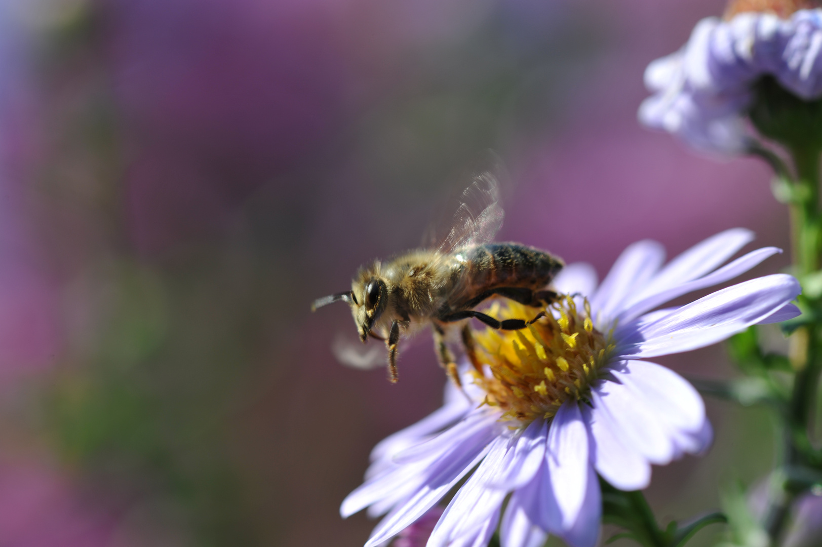 Die letzten Bilder des Sommers (3)