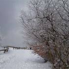 Die letzten Bilder des Winters ( 2 )