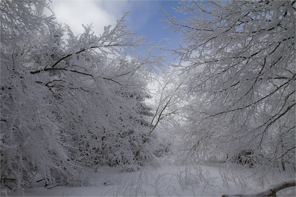 Die letzten Bilder des Winters ( 4 )