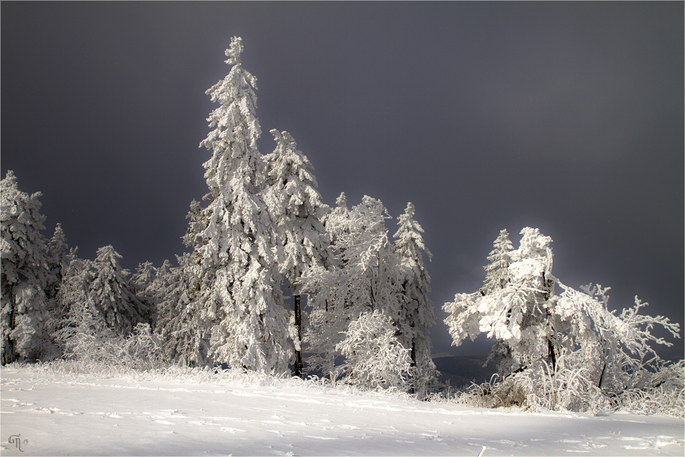 Die letzten Bilder des Winters ( 5 )