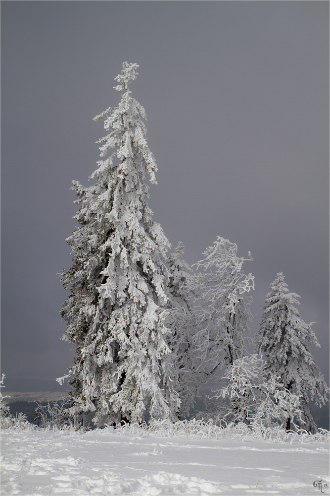 Die letzten Bilder des Winters ( 6 )