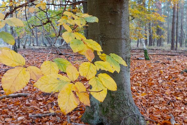die letzten Blätter