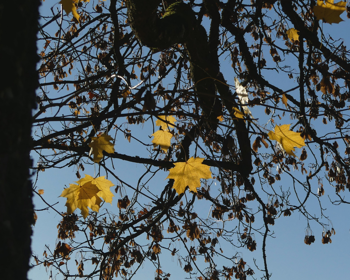 Die letzten Blätter am Baum...