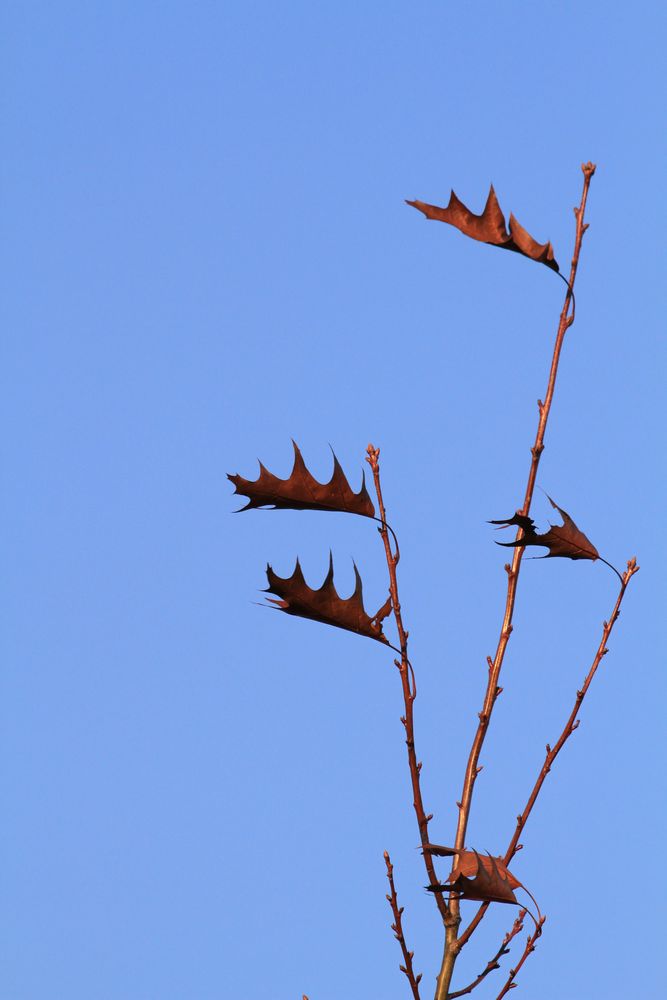 Die letzten Blätter am Baum