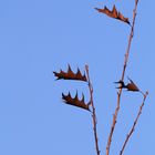 Die letzten Blätter am Baum