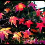 Die letzten Blätter des Amberbaumes erstrahlen in der milden Herbstsonne