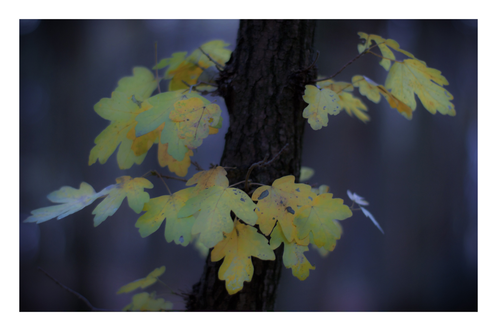 Die letzten Blätter des Herbstes