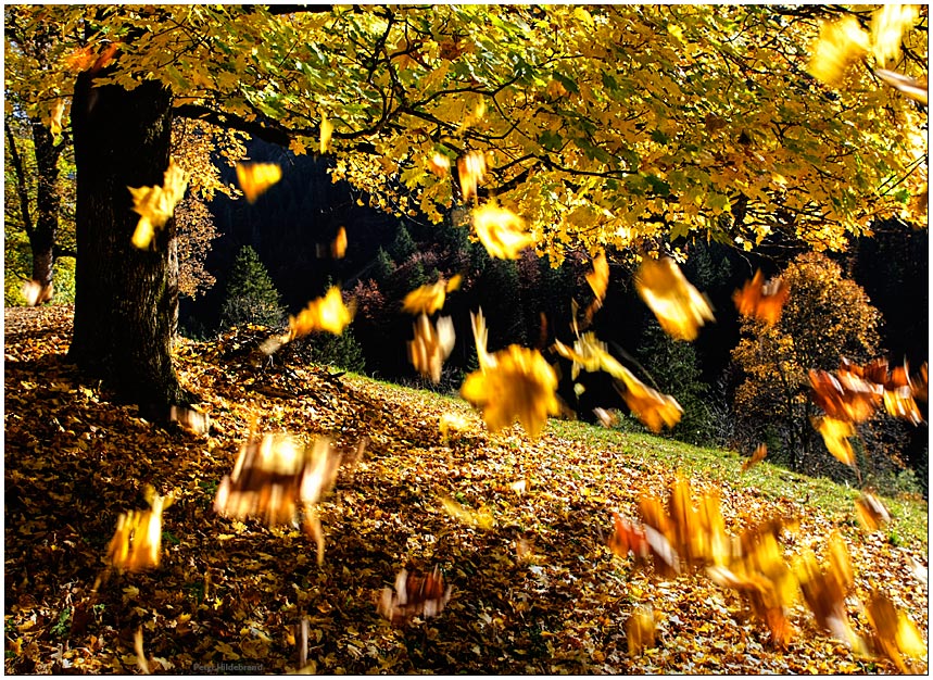 Warum Fallen Die Blätter Vom Baum 2025 Noel Shirline