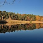 Die letzten Blätter hängen noch, der Vogelwoog, ist ein Naturschutzgebiet bei Kaiserslautern.