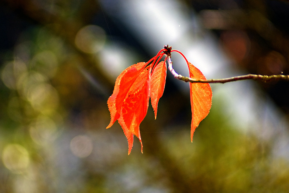 Die letzten Blätter im Herbst 2008 - I