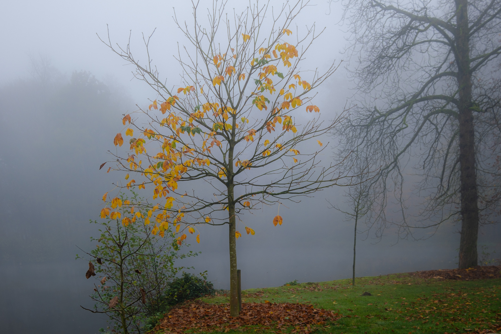 Die letzten Blätter im Nebel