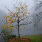 Die letzten Blätter im Nebel