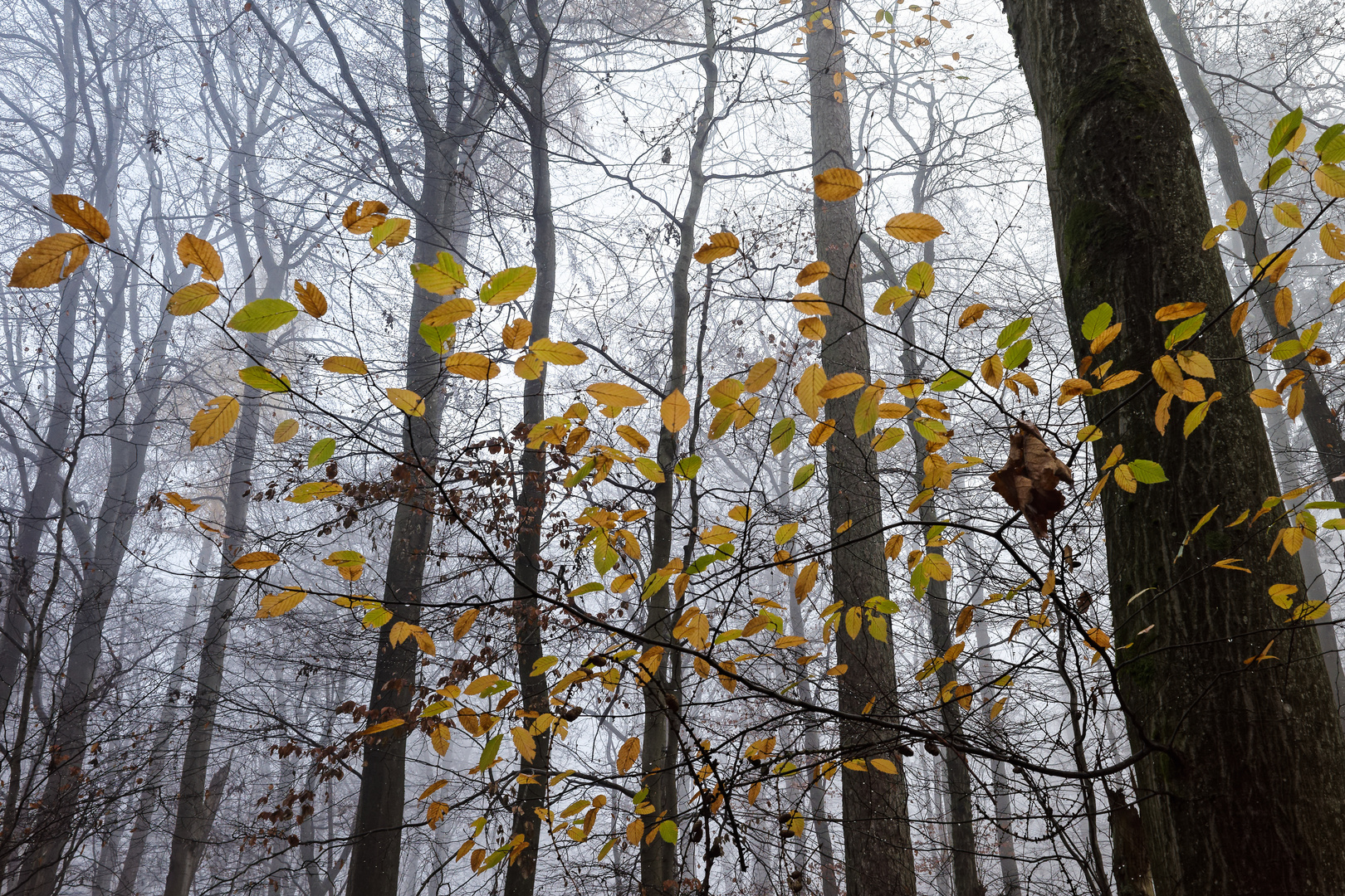 Die letzten Blätter im Nebelwald