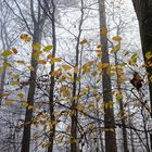 Die letzten Blätter im Nebelwald