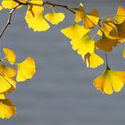 Die letzten Blätter in der Novembersonne