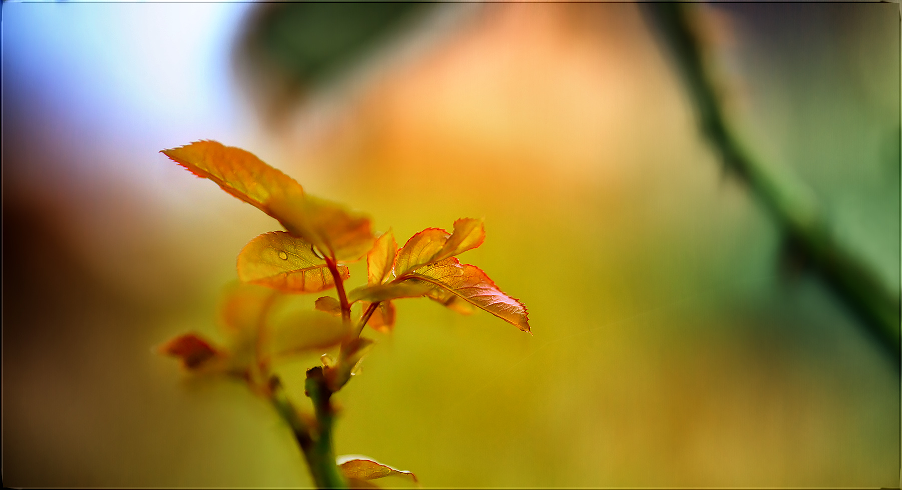 die letzten blätter von meiner rose im garten ...