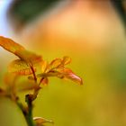 die letzten blätter von meiner rose im garten ...