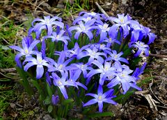 Die letzten Blausternchen