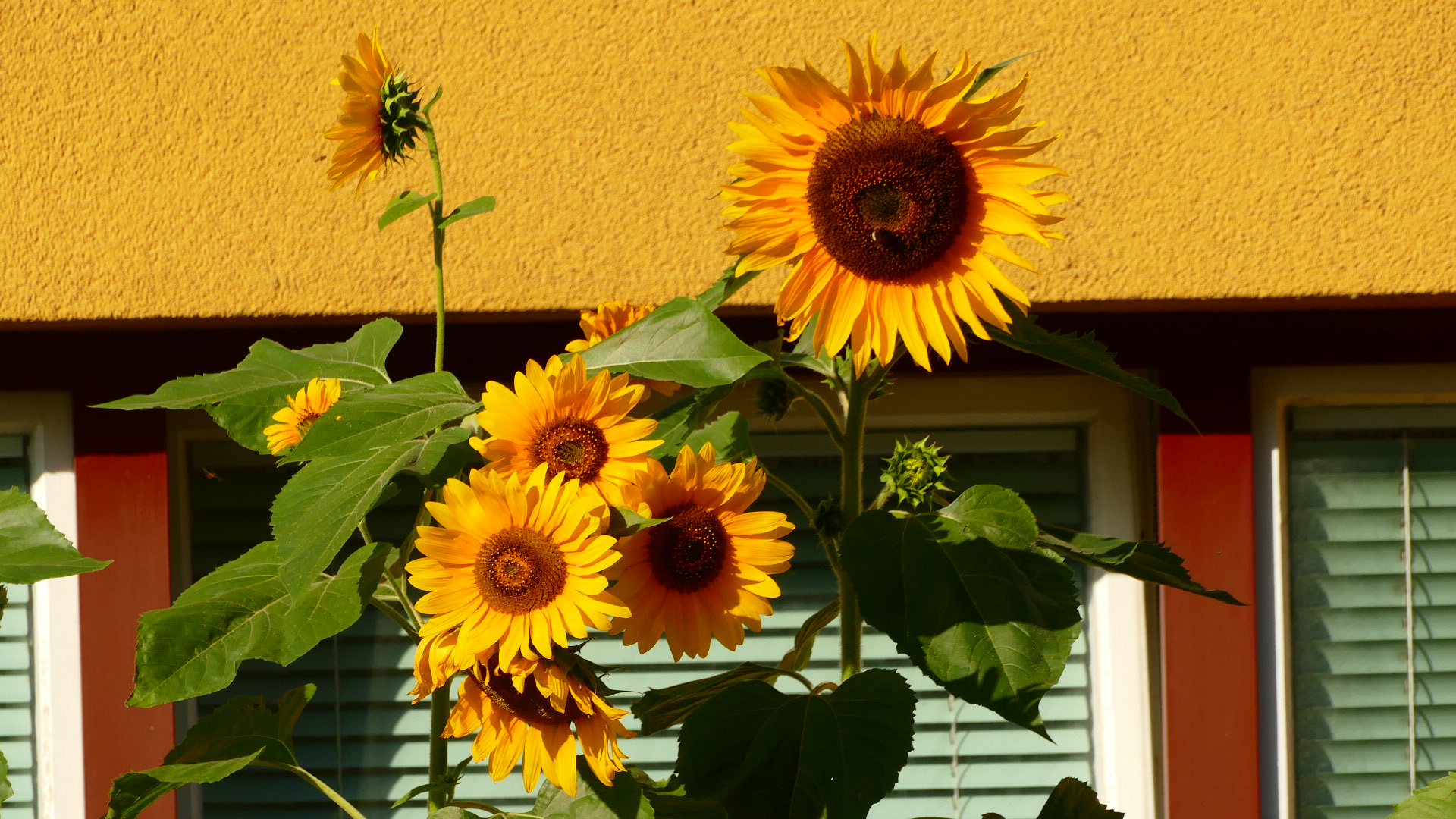 Die letzten blühenden Sonnenblumen