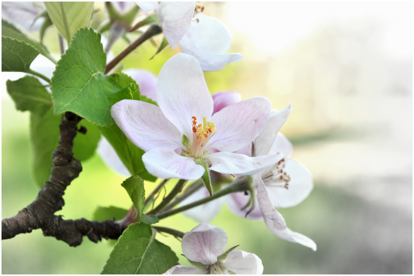 Die letzten Blüten...